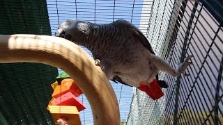 Parrot Perches Stands amp Cage Setup Ideas [upl. by Jaquelyn612]