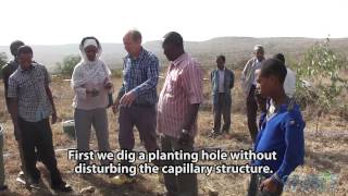 Planting trees in Ethiopian with 90 less water no irrigation and no energy [upl. by Gildas670]