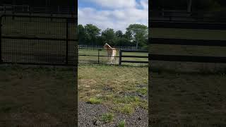 Haflinger excited by train [upl. by Bergin]