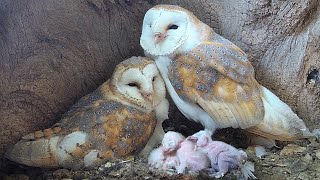 Barn Owl Dad so Devoted as Chicks Hatch  Gylfie amp Finn  Robert E Fuller [upl. by Shult]