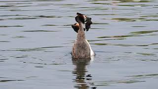 Great Crested Grebes dancing [upl. by Bautram]