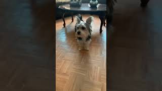 Yorkshire terrier barking [upl. by Iturk649]