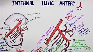 Internal Iliac Artery  Hypogastric Artery [upl. by Aicen]