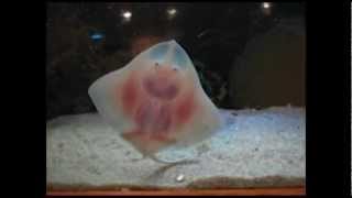 Dancing Baby Stingray [upl. by Benson]