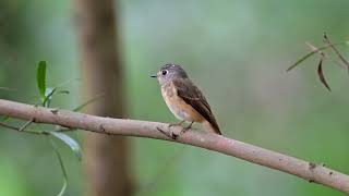 Ferruginous Flycatcher at Singapore Botanic Gardens Nov 15 2024 [upl. by Ailero]