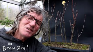 Pruning My Silver and Sugar Maples The Bonsai Zone Nov 2024 [upl. by Sayre]