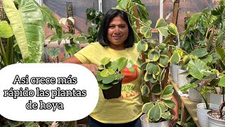 ASI CRECEN MÁS RÁPIDO Y BONITAS LAS PLANTAS DE HOYA [upl. by Ferren]