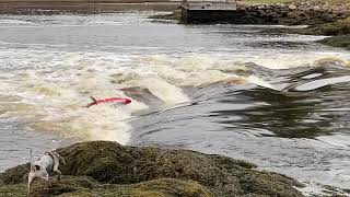 Kayaking the Reversing Falls at Sheepscot Village Maine [upl. by Story]