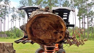 Splitting MONSTER Firewood Rounds and Caring for Thirsty Piglets [upl. by Fernandina]