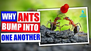 Why Ants Bump into each other [upl. by Anerok]