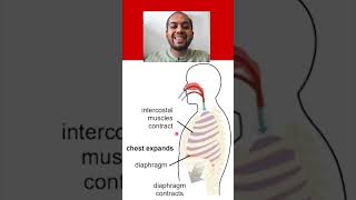 The Process of Inhalation 6 Marks gaseousexchange grade11 [upl. by Nylac]