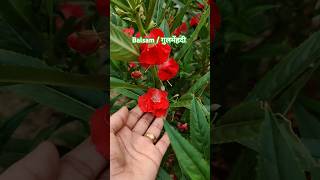 Balsam  गुलमेंहदी 🌸 balsam plant flowers garden shorts ytshorts music gardening [upl. by Charlena392]