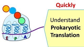 Translation in prokaryotes  Protein synthesis in prokaryotes [upl. by Arihsay]