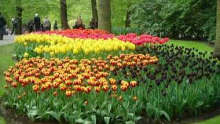 Keukenhof Holland Hollande Holanda Fotos flores [upl. by Constancia]