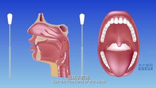 新型冠狀病毒檢測咽拭子自採樣方法 華大基因（粵語版） [upl. by Vharat]