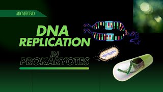 DNA Replication  DNA Replication in prokaryotes [upl. by Gninnahc]