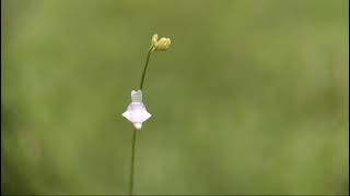 Utricularia caerulea a carnivorous plant of Odisha [upl. by Ajim]