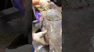 Cooking goliath grouper  Tony TO [upl. by Niwrad195]