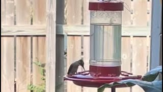 Hummingbird in Texas [upl. by Us]