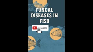 FUNGAL DISEASES IN FISHES [upl. by Haodnanehs]