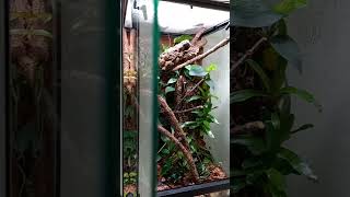 Crested Gecko enclosure terrarium short [upl. by Sherrill893]