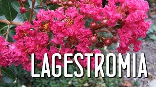 Aprende el cuidado de la lagerstroemia indica [upl. by Eaj]