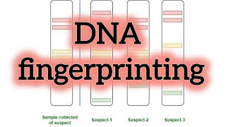 DNA fingerprinting in Hindi [upl. by Okun788]