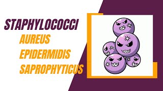 Staphylococci  Staphylococcus Aureus Staphylococcus Epidermidis and Staphylococcus Saprophyticus [upl. by Jarrad]