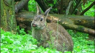 Conigli selvatici  Wild European Rabbits [upl. by Uriel]