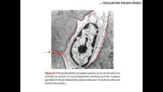 Tecido ósseo  parte 1 [upl. by Munster752]