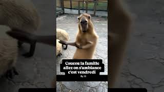 🎉 Une Marmotte qui Danse pour le WeekEnd  🕺🎶 [upl. by Fredric]