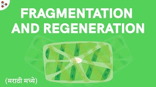 Reproduction  Lesson 12  Fragmentation amp Regeneration  in Marathi मराठी मध्ये  Dont Memorise [upl. by Corbin]