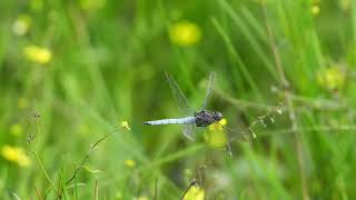 Keeled Skimmer dragonfly in flight [upl. by Feldman]