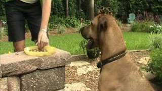 Teach Your Dog to Come Recall Training  Dog amp Puppy Training in Boone NC [upl. by Ailin874]