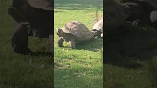 Amazing Giant Galapagos Tortoise conservation Galapagos cuteanimal tortoise [upl. by Attelra874]