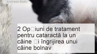 Cataracta la câini tratament cu picături și intervenție chirurgicală [upl. by Rondi]