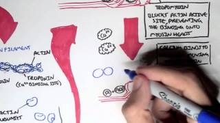 Myology  Skeletal Muscle Sarcomere Myosin and Actin [upl. by Ebbie]