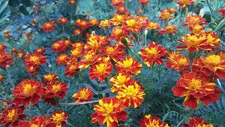 como sembrar semillas de Tagetes  Cempasúchil  Clavelon  Rosa de la India [upl. by Ahsilav]