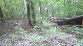 Gun Cam  Squirrel Hunting TN Opening Day [upl. by Zita849]