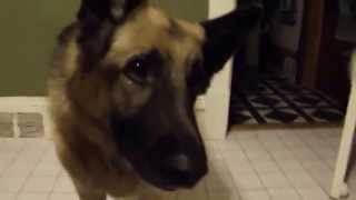 Angry dog German Shepherd growls barks and attacks camera [upl. by Cas766]