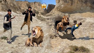 Finally Lion Mil Gaya 🦁 Lion Ne Hamza Par Attack Kar Dea 😲 [upl. by Haikezeh]