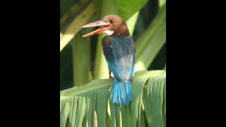 White throated kingfisher resting on banana leaf [upl. by Imoyaba]