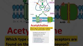 Which type of cholinergic receptors are found on the postsynaptic neuron [upl. by Elsie]