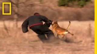 Dog Attack Styles  National Geographic [upl. by Kerge751]