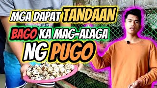 7 IMPORTANT TIPS  PAANO MAGALAGA NG PUGO  Low Budget backyardfarming quails [upl. by Odel]