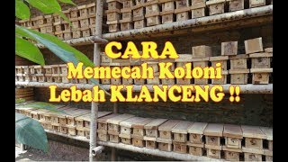 Cara Memecah koloni klanceng lebah madu kelulut tawon lanceng [upl. by Oidiple]