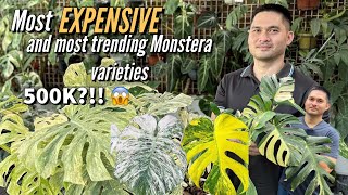 10 MOST EXPENSIVE MONSTERA VARIETIES [upl. by Starlin158]