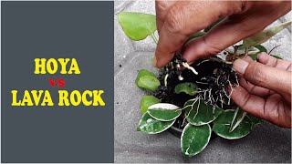 Planting hoya kastbergii and hoya carnosa in 70 daysGreenOnGreenTV [upl. by Brodench325]