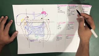 Structures present in 9 Abdominal Regions  Abdomen  Part 4 Anatomy [upl. by Carry]