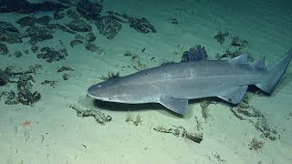 Prickly Shark Nimbly Maneuvers Above Seafloor  Nautilus Live [upl. by Pickens]